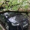 Казанские автомобили под ударом: то хулиганы нападут, то дерево свалится (ФОТО)