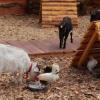 «Трогательный» зоопарк или форменное зверство в Казани?