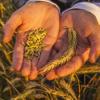 Виды на урожай в Татарстане: зерна будет не меньше и картофель не поднимется в цене