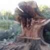 Возбуждено уголовное дело по факту незаконной вырубки деревьев в казанском парке Урицкого