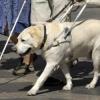 В Татарстане прокуратура отсудила у соцзащиты собаку-поводыря