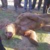 Новость о растерзанных медведем мужчинах в Татарстане оказалась «фейком»