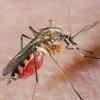 36 сотрудников «Рубина» находятся под наблюдением врачей из-за малярии Вакасо