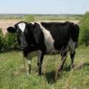  Татарстан не поддержит инициативу по снижению поголовья скота в личных подворьях