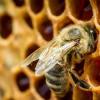 В Татарстане произошла массовая гибель пчел