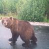 На трассе М-7 в Татарстане грузовик сбил медведя