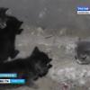 Замурованными заживо оказались бездомные кошки в Казани (ВИДЕО)