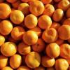 Апельсины, мандарины и томаты запрещены к ввозу в РФ из Турции