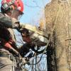 Вместо 33 срубленных деревьев на территории Казанского университета высадят всего 9 новых