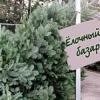 Стала известна цена новогодней елки на базарах в Татарстане