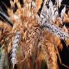 пшеница, гамма - облучение зерен рт