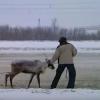 Как внедорожник буксировали с помощью оленя в Ульяновске (ВИДЕО)