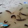 Экологи выясняют причину гибели рыбы на озере Кабан (ВИДЕО)