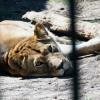 На проект планировки казанского зоопарка потратят 3,5 млн рублей