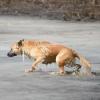 Сотрудники МЧС РТ спасли собаку со льда на Каме