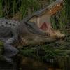 В Индонезии россиянина растерзал крокодил