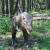 Рустам Минниханов анонсировал скорое открытие парка динозавров в Казани
