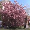В парке Тысячелетия в Казани расцвела сакура (ВИДЕО)