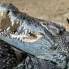 Пенсионер из Австралии три часа отбивался от крокодилов гаечным ключом