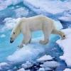 Что скрывает Арктика: каков вклад Татарстана в освоение ледяного материка? (ВИДЕО)
