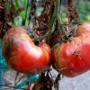 Как защитить картофель и томаты от фитофтороза