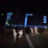 В Астраханской области стадо верблюдов затоптало машину с детьми (ВИДЕО)
