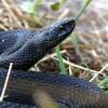 Небывалое количество укушенных змеями регистрируют в Татарстане