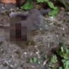Полиция задержала живодёров, жестоко убивших котёнка во Владимире (ВИДЕО)