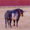 Впервые за последние 30 лет на корриде в Испании бык убил матадора