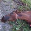 В Татарстане автомобиль сбил лошадь, водитель в коме