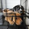 Зоозащитный фонд из Германии построит в Казани приют для бездомных животных