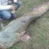 В Татарстане поймали гигантского сома весом 100 кг (ФОТО)