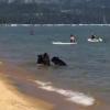 Медведица с медвежатами пришла на многолюдный пляж, чтобы искупаться (ВИДЕО)