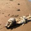 Экологи ищут причины массовой гибели рыбы и уток на Казанке (ФОТО)