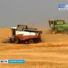 На минувшей неделе в Татарстане получен второй миллион тонн зерна (ВИДЕО)