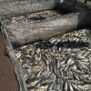 В Заинском рыбхозе назвали причину массовой гибели рыбы и сумму ущерба