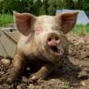 Грозит ли Татарстану африканская чума свиней?