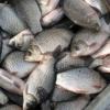 В Татарстане поймали пьяного рыбака с 300-килограммовым уловом