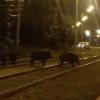 Очевидец снял ВИДЕО: стая диких кабанов перебегает трамвайные пути в Казани