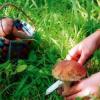 В Татарстане ищут пропавшего грибника