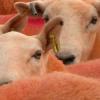 Фермер покрасил своих овец в оранжевый цвет, чтобы уберечь от воров (ВИДЕО)