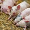 В Нурлатском районе Татарстана зафиксирован случай африканской чумы свиней