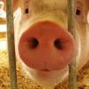 Чума заставила сжечь более 400 свиней в Татарстане (ВИДЕО)