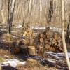 Житель Татарстана погиб во время заготовки дров