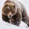 Под Казанью есть опасность встретить бурого медведя