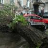 В Казани огромное дерево раздавило две машины