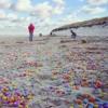 На берег немецкого острова вынесло тысячи яиц с игрушками (ФОТО)