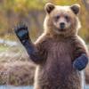 Бурого медведя могут исключить из &quot;Красной книги&quot; Татарстана