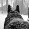 Информация о волках в человеческий рост, якобы появившихся в Татарстане, оказалась фальшивой