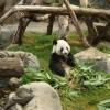 Панда-«прилипала» покорила пользователей интернета (ВИДЕО)